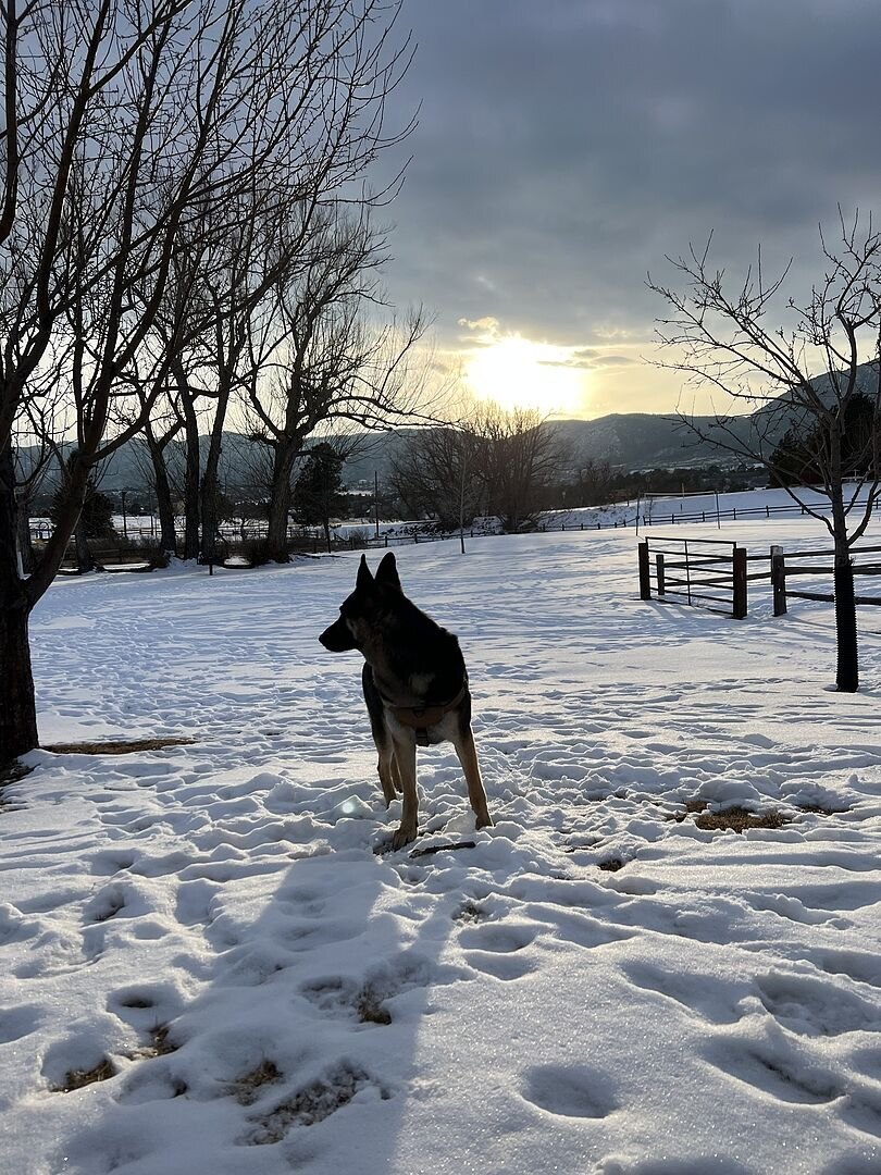 Seth M.'s German Shepherd standing in a snowy field at sunset