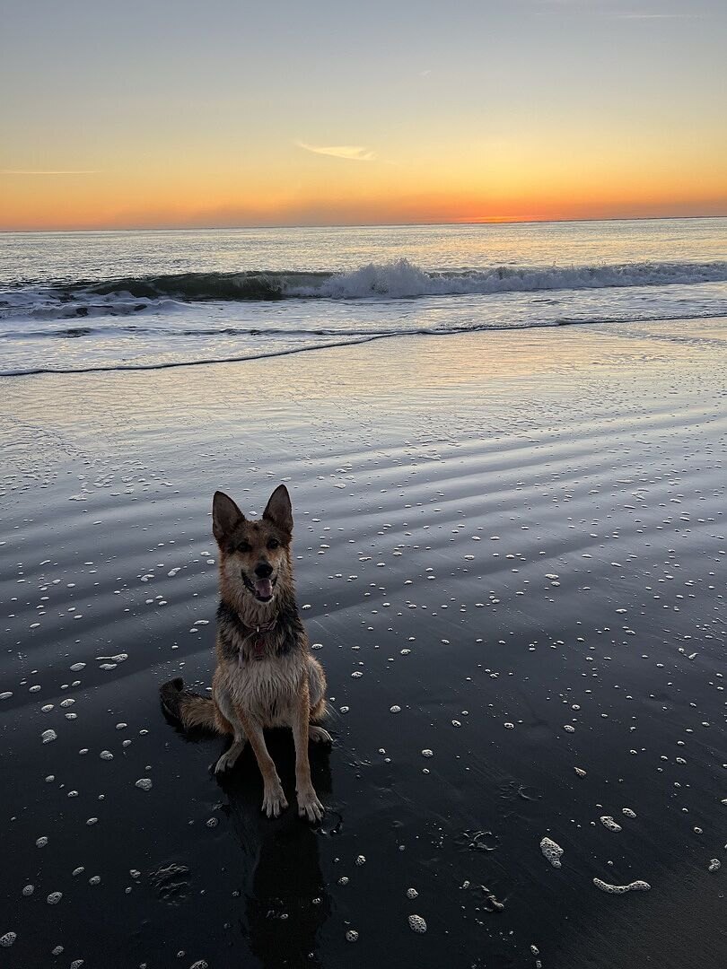 Shaya E.'s German Shepherd mix sitting on the wet sand at sunset