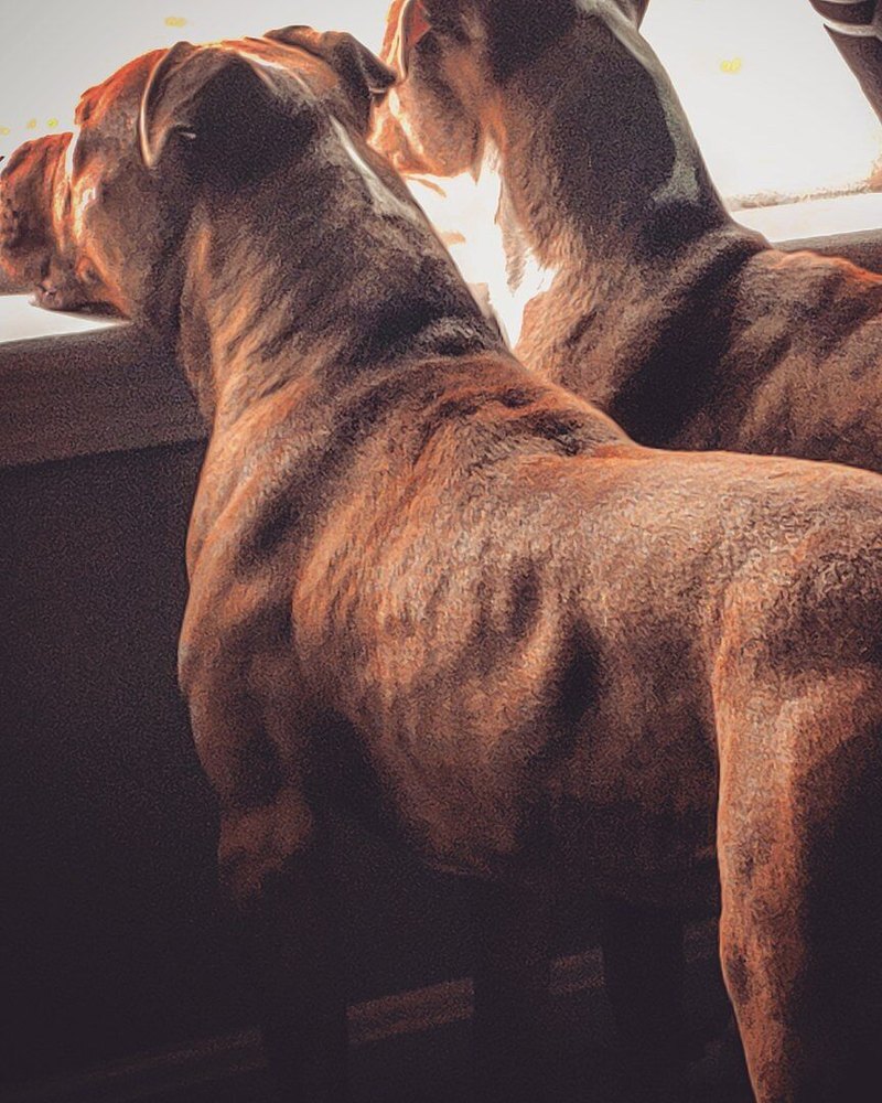 Ben D.'s two muscular bully-breed dogs looking out a window