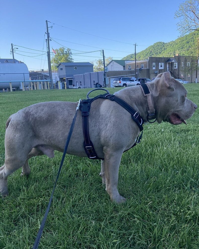Bethannie C.'s grey XL Bully, Kilo, in a harness in a park