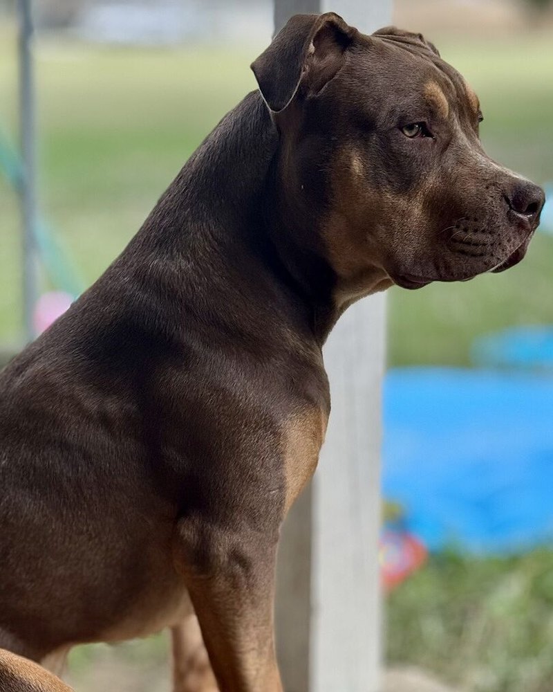 Gary W.'s chocolate XL Bully in profile on a porch