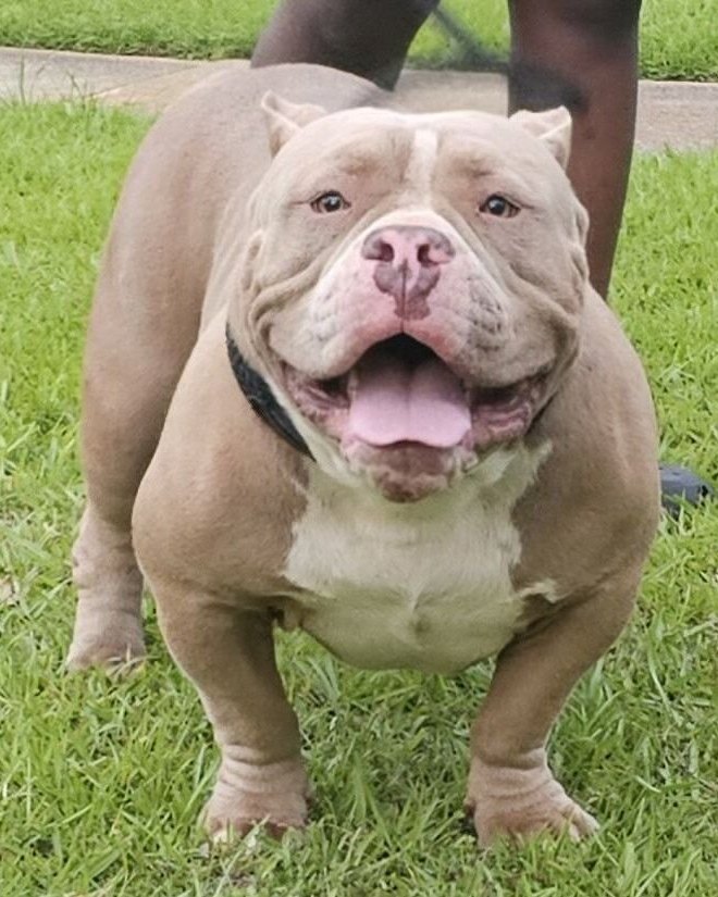 Keira L.'s lilac American Bully standing in the grass