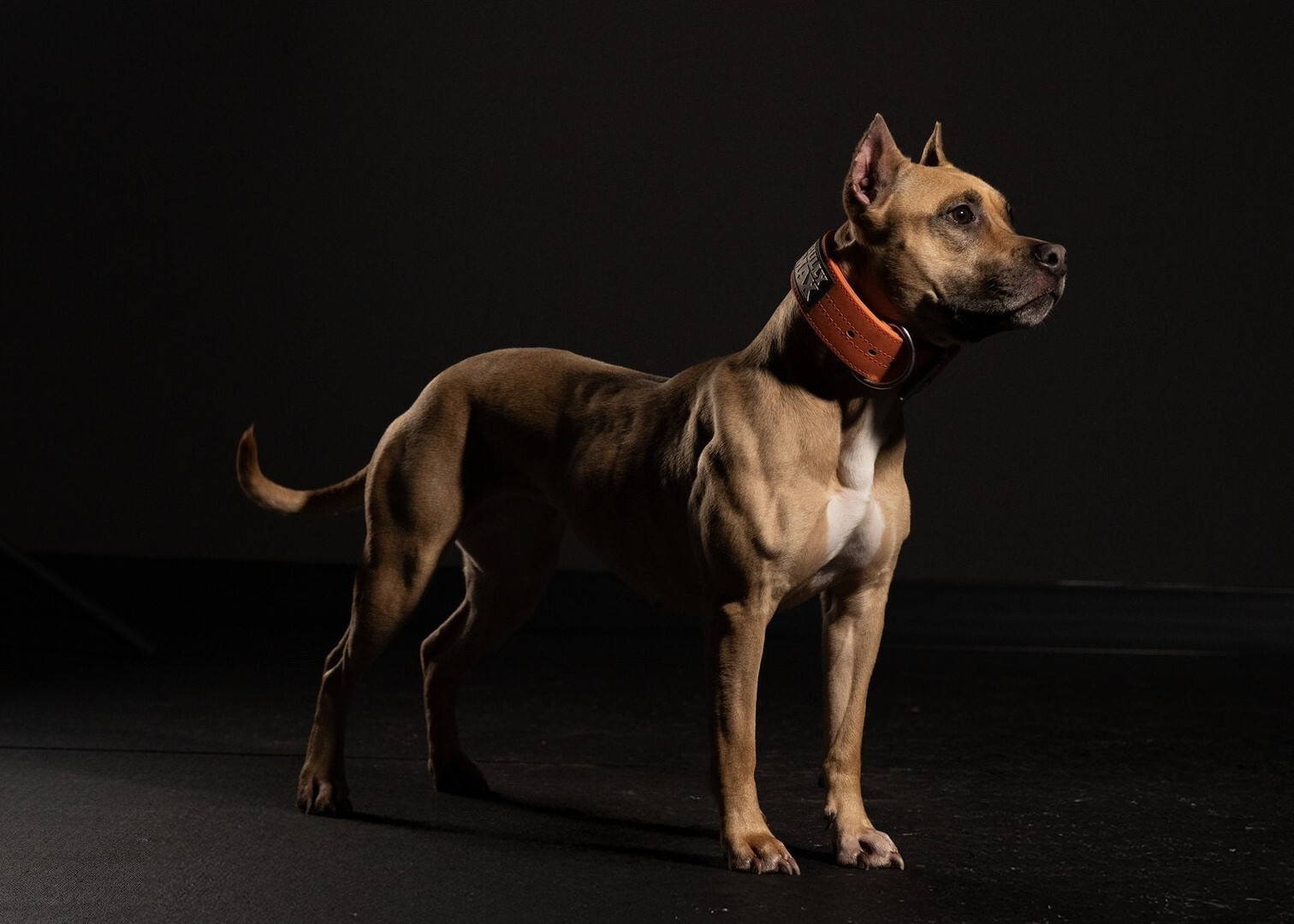 Lean fawn American Pit Bull Terrier in an orange collar standing on a dark studio floor