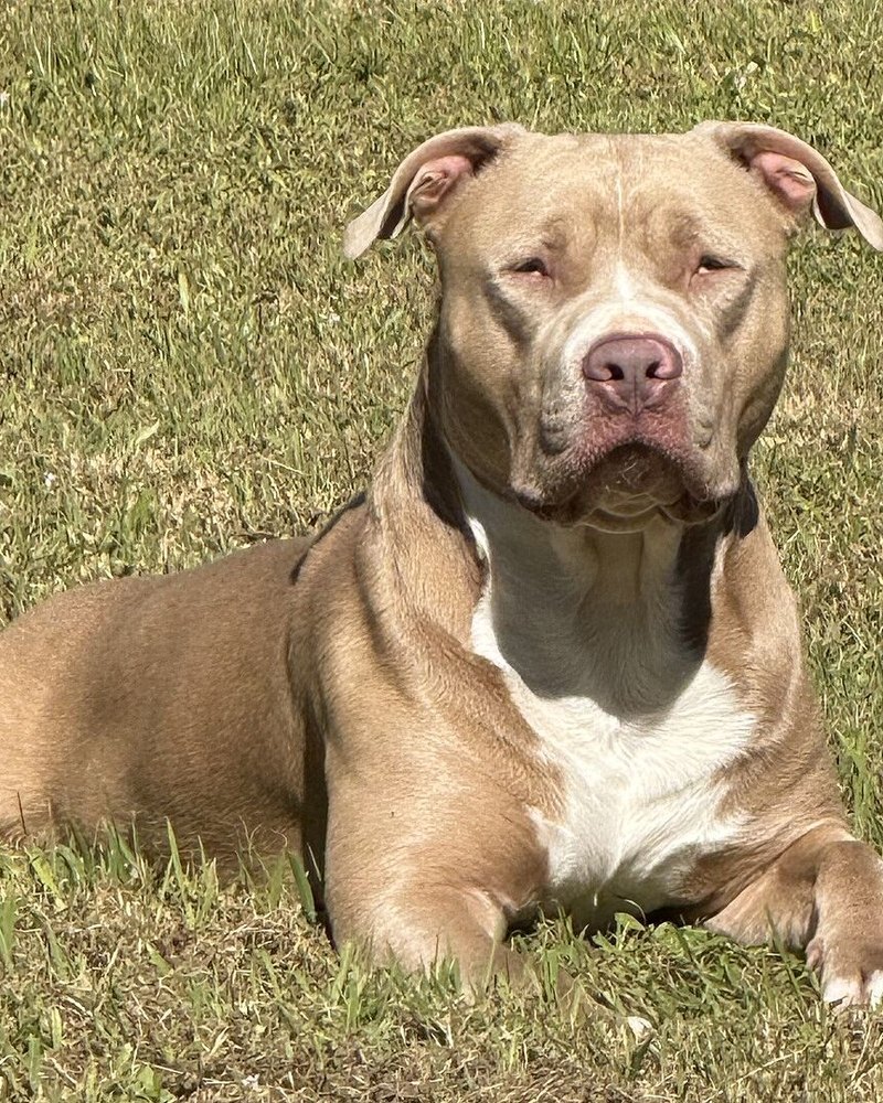 R N.'s fawn XL Bully lying in the grass