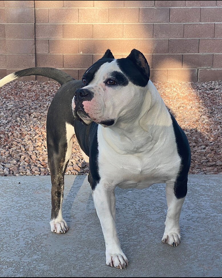 William B.'s black and white American Bully, Kane, standing on a patio