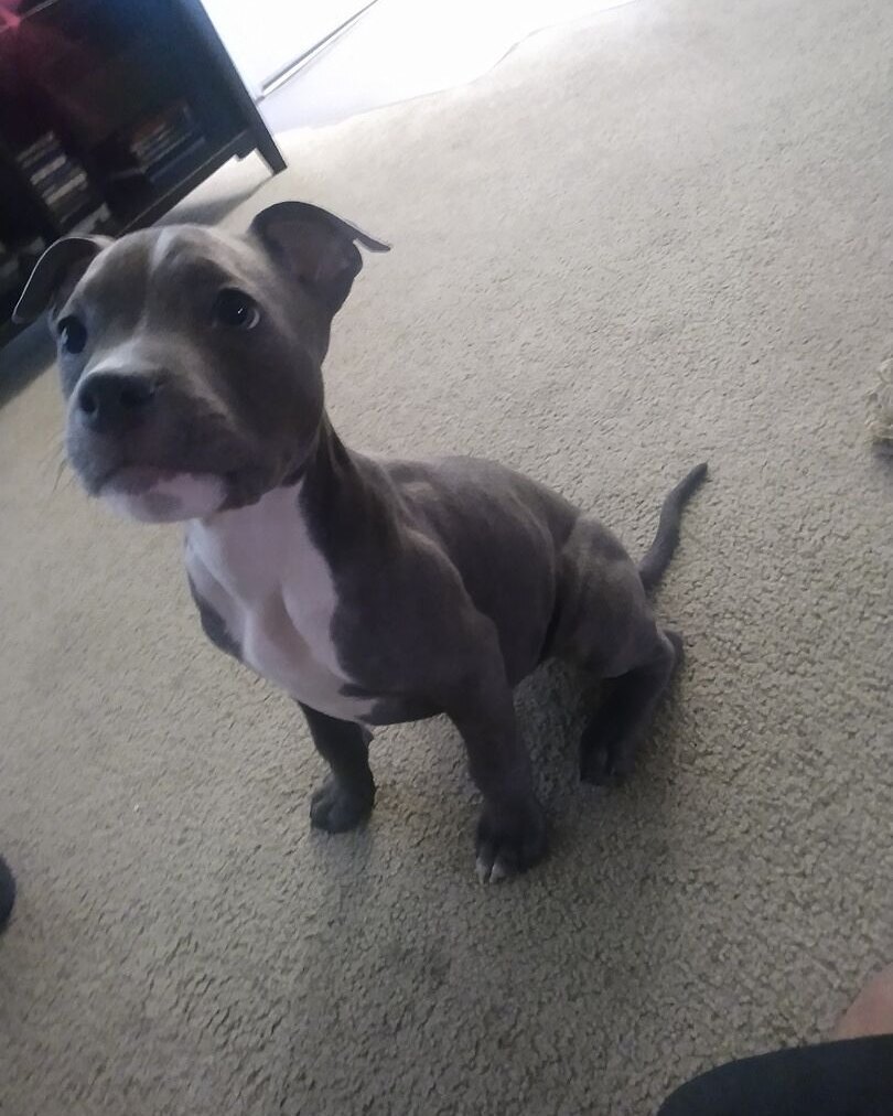Andres S.'s gray and white puppy sitting on carpet