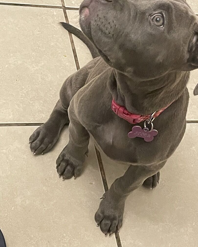 Bobby W.'s blue puppy, Storm, in a pink collar sitting on a tile floor