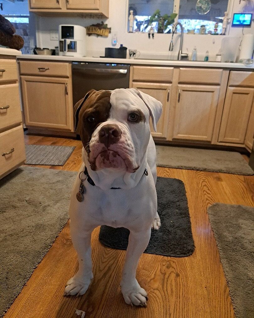 Christine D.'s white and brindle bulldog puppy standing in a kitchen