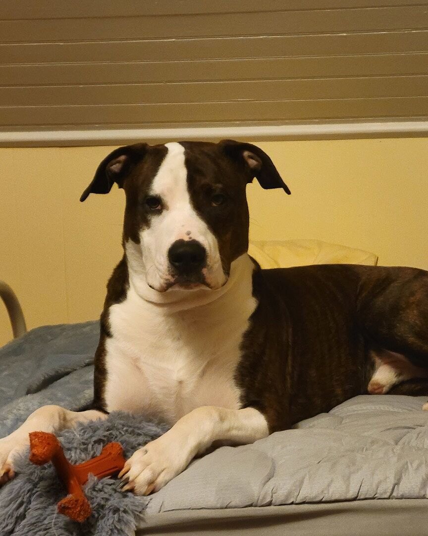 Christy H.'s brindle and white Bully Boxer mix lying on a dog bed