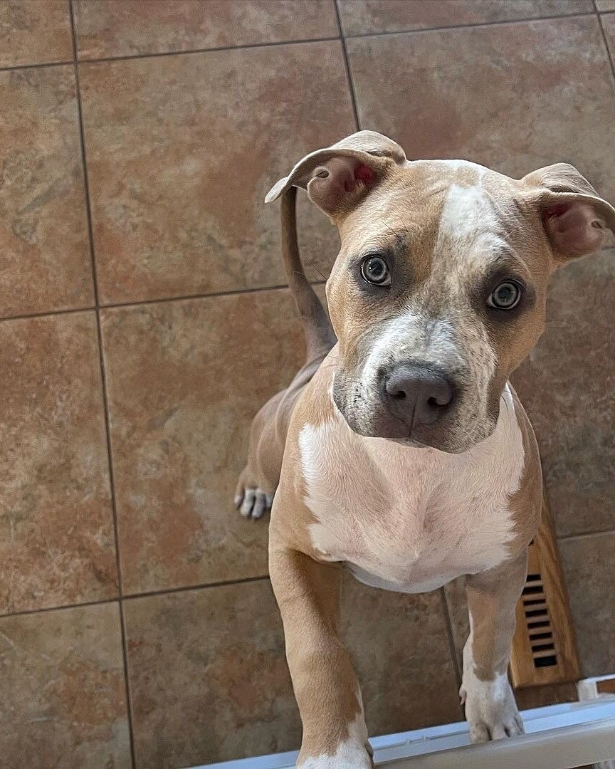 David B.'s fawn bully puppy looking up from a tile floor