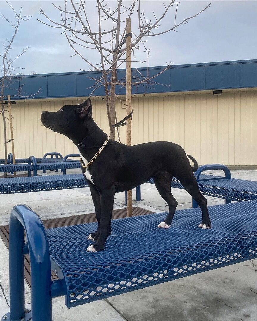 Holly J.'s black American Bully puppy standing on a picnic table