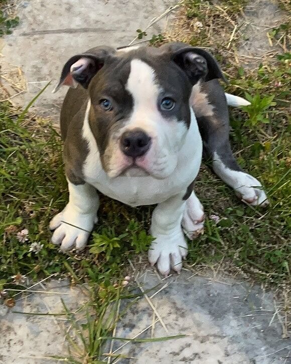 Kendale A.'s blue and white bully puppy lying on stone pavers