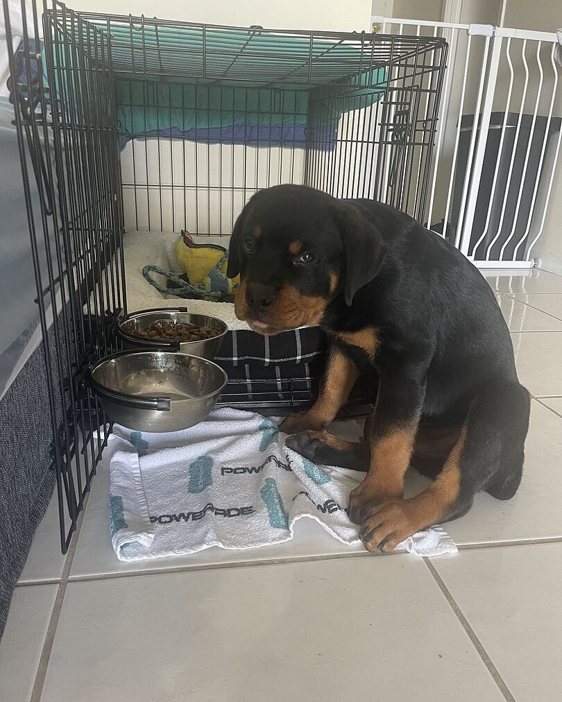 Martin M.'s Rottweiler puppy sitting by its food bowls at home