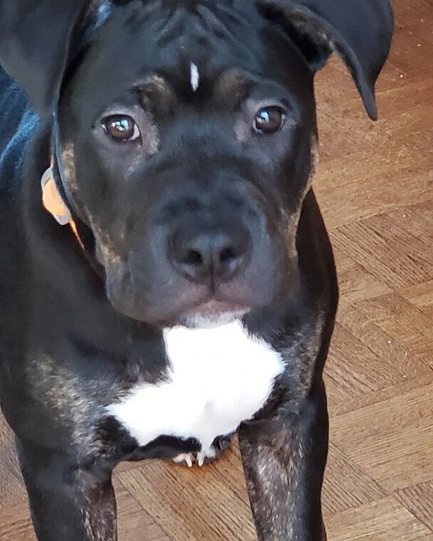 Thomas J.'s black puppy with a white chest standing on a wood floor