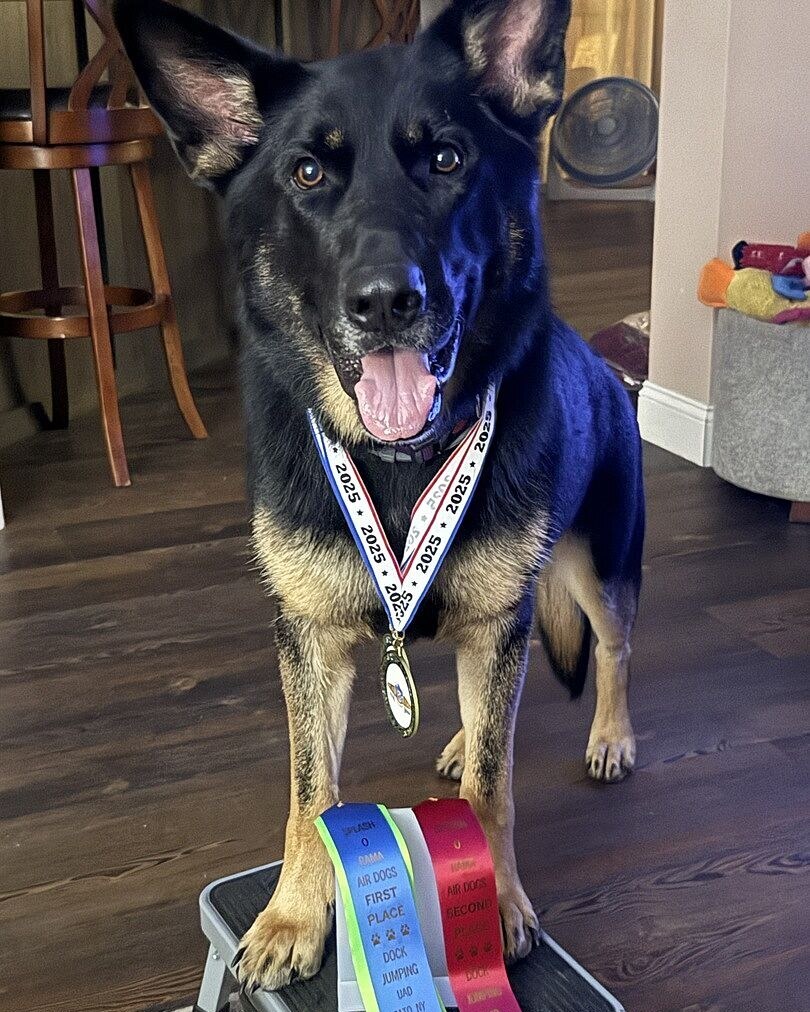 Antoinette K.'s German Shepherd Lexi wearing a 2025 medal beside her first and second place dock jumping ribbons