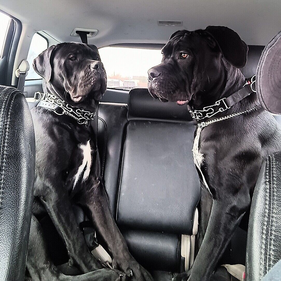 Crystal B.'s two black Cane Corsos sitting in the back seat of a car