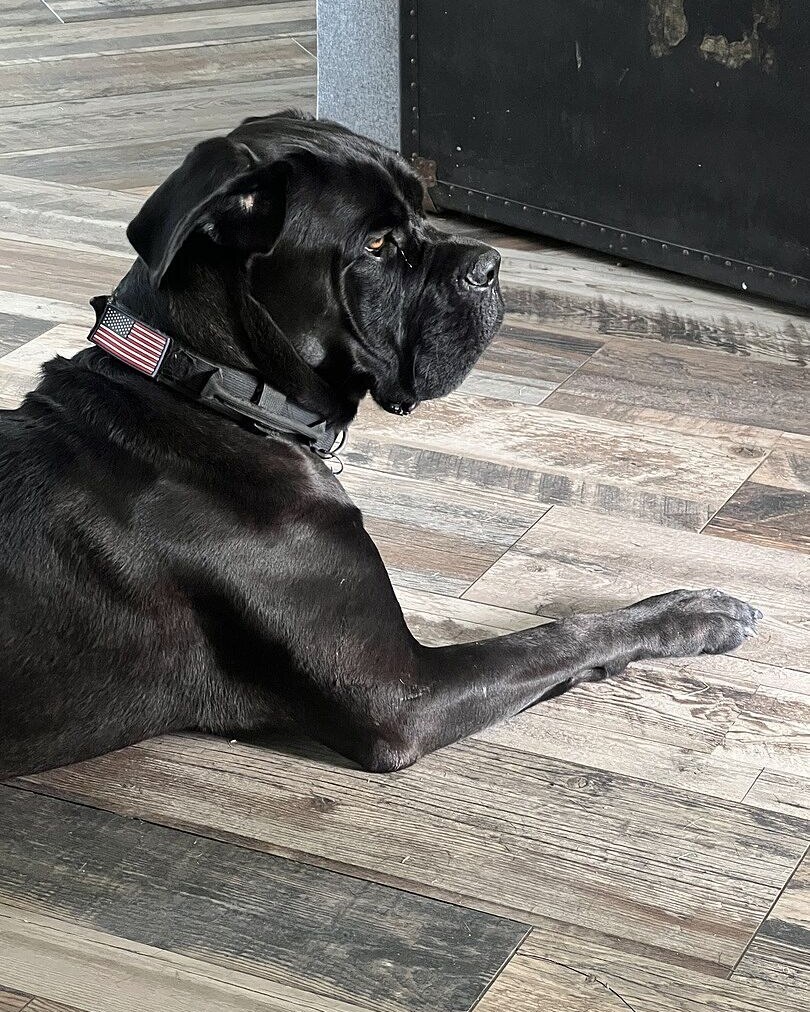 Erika D.'s black Cane Corso lying on the floor in an American flag collar