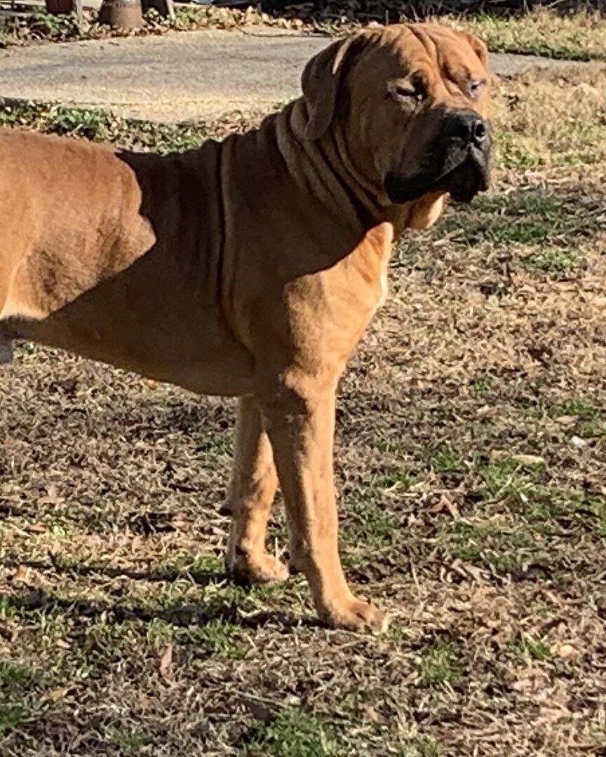 Fred H.'s red Boerboel standing in the yard in the sun