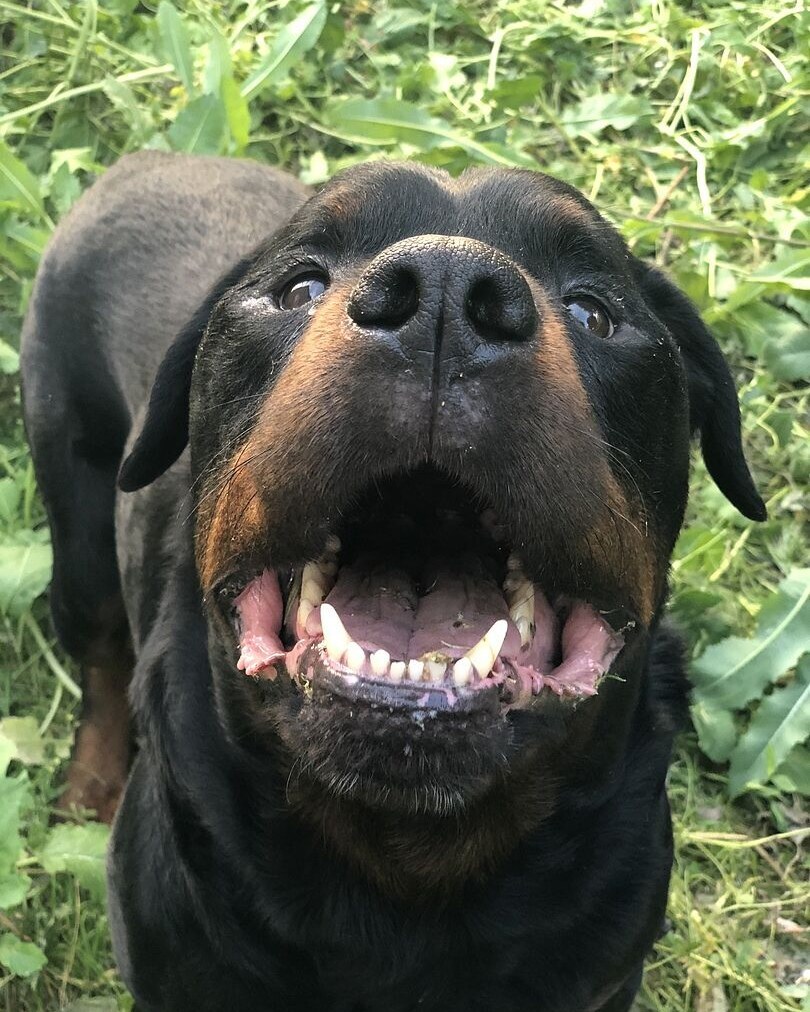 Gabriela P.'s Rottweiler looking up from the grass