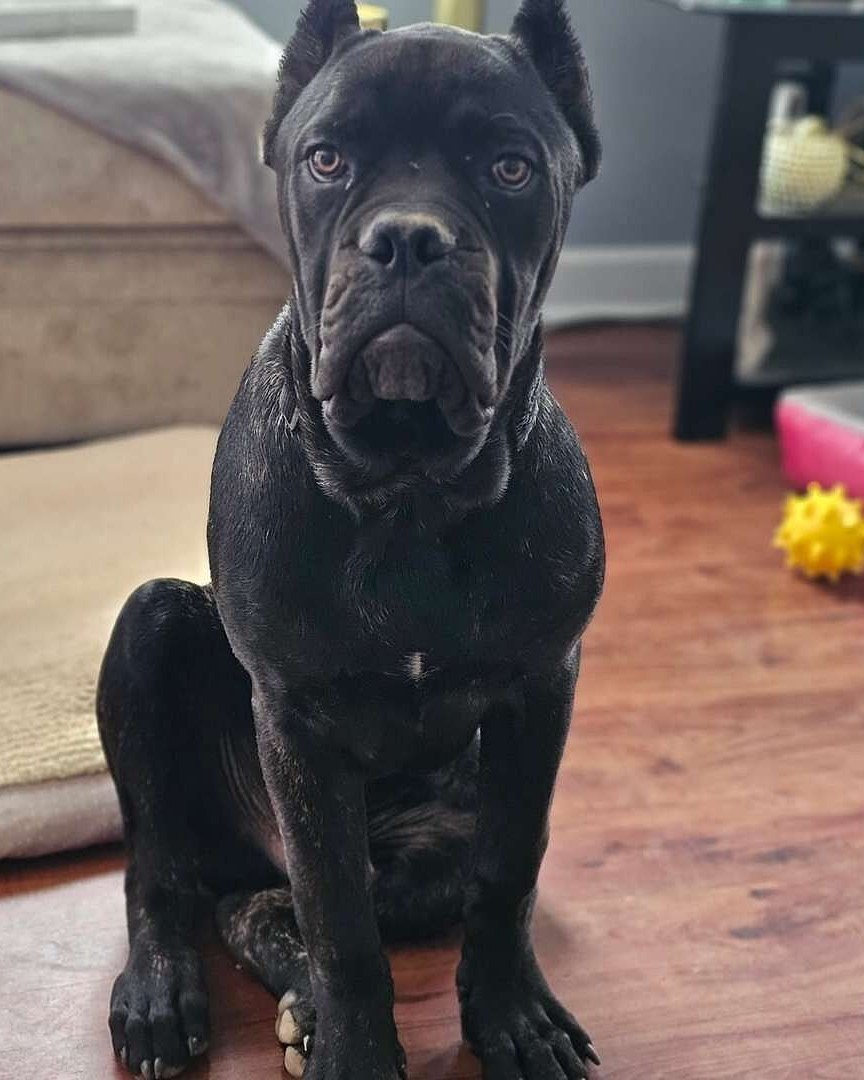Gregory D.'s black Cane Corso sitting on a wood floor at home