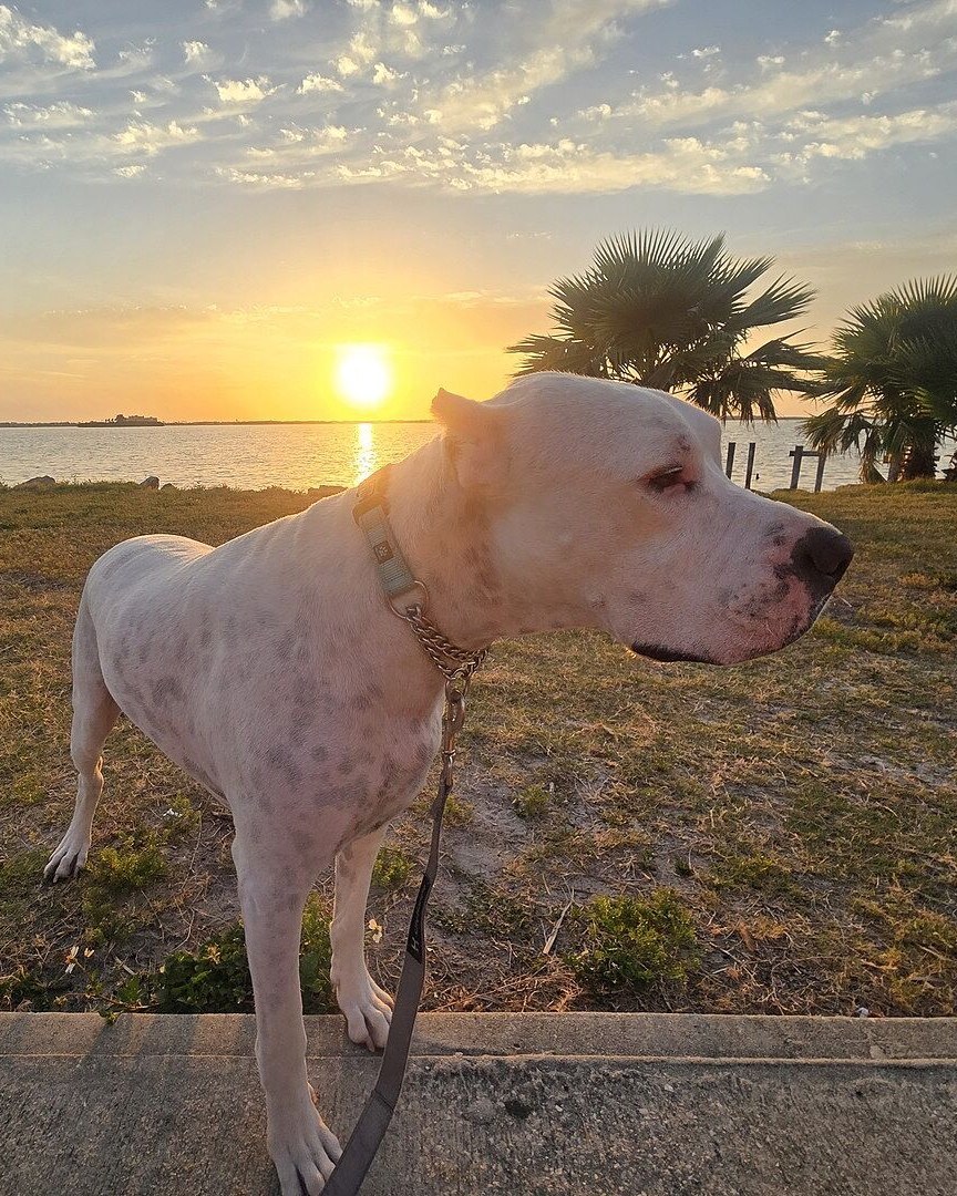 Jay H.'s white Dogo Argentino standing by the water at sunset