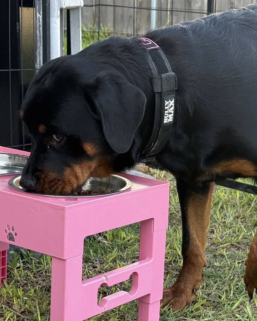 Juan J.'s Rottweiler in a Bully Max collar eating from a raised bowl in the yard