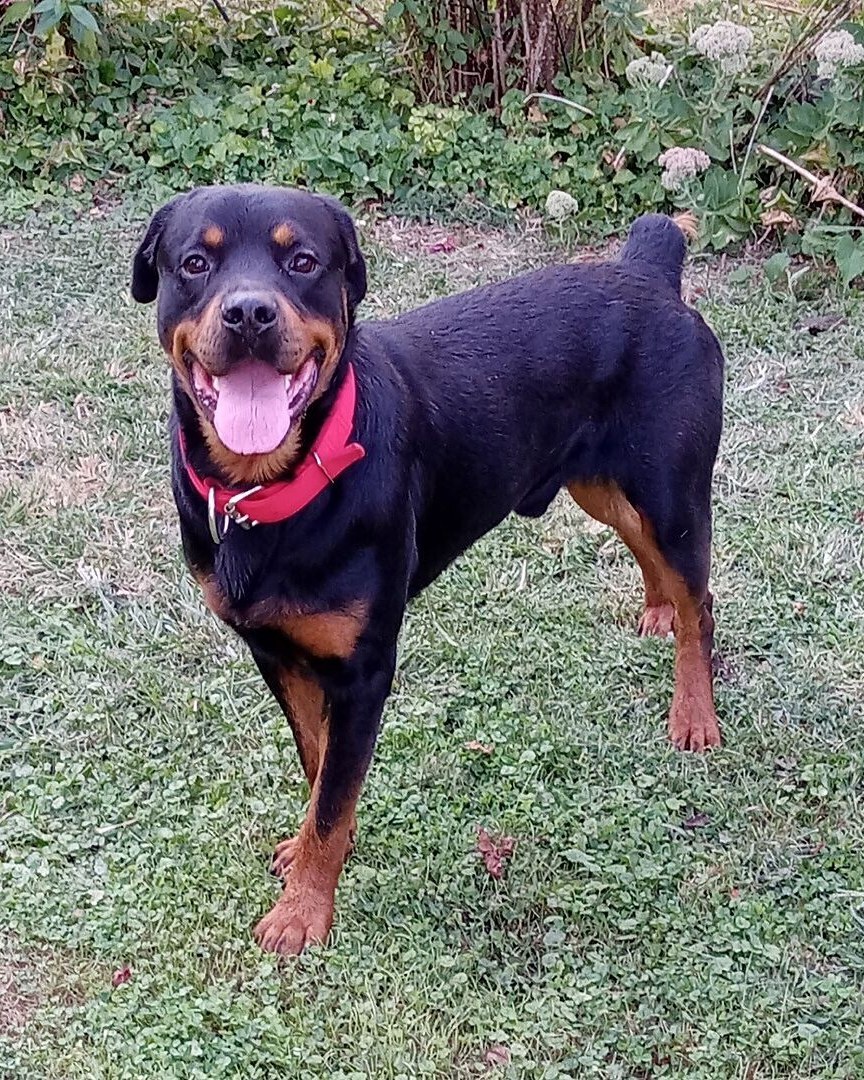 Myron H.'s Rottweiler in a red collar standing in the grass