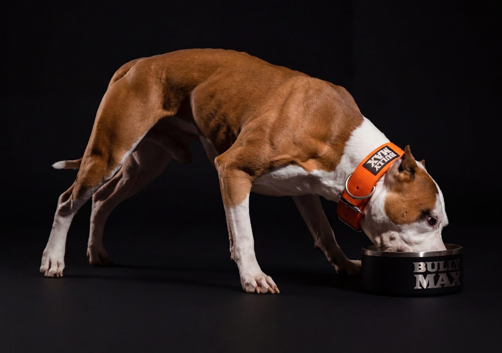Linus, Erica Noseworthy's red-and-white American Pit Bull Terrier, eating from a Bully Max bowl