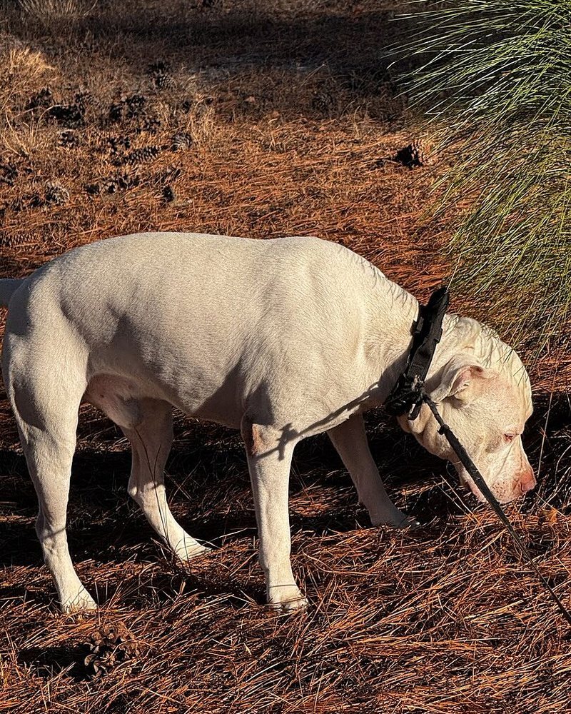 Breyannah S.'s white Pit Mastiff mix, Napoleon, sniffing in pine straw