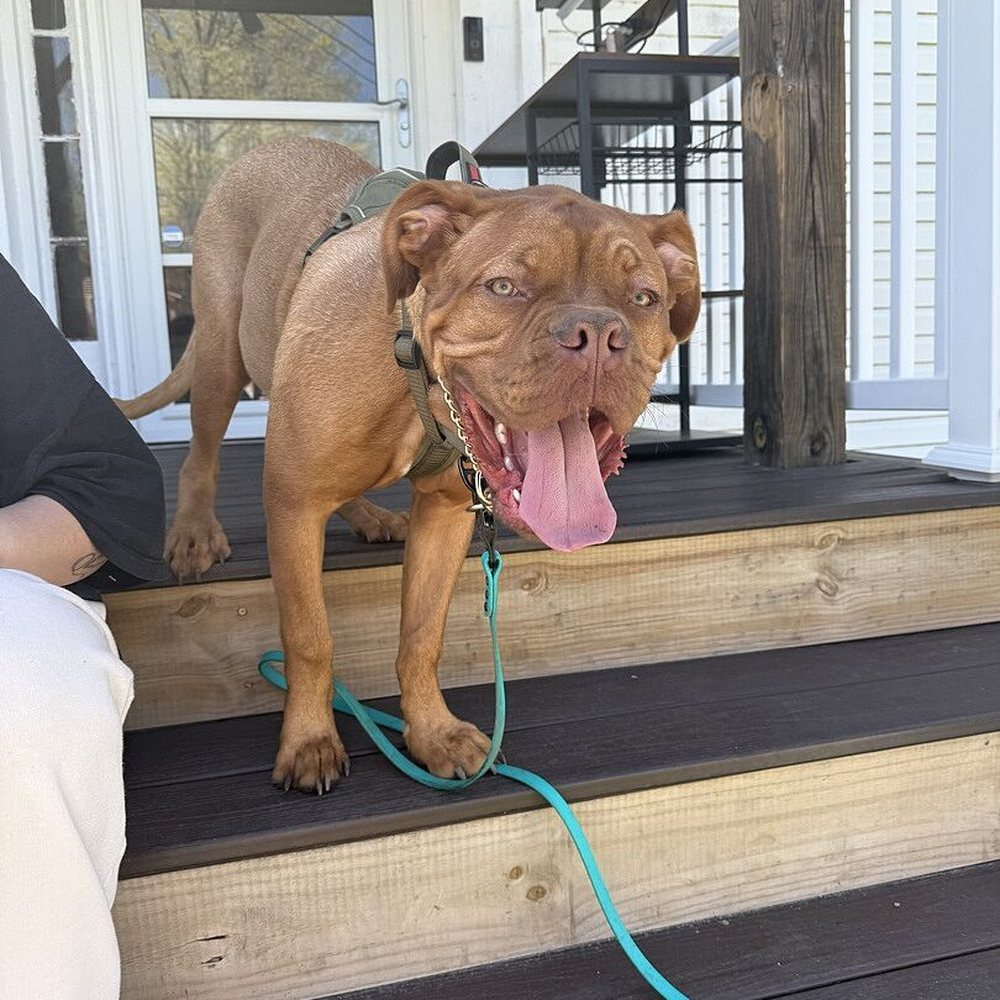 Curtis T.'s French Mastiff standing on porch steps with his tongue out