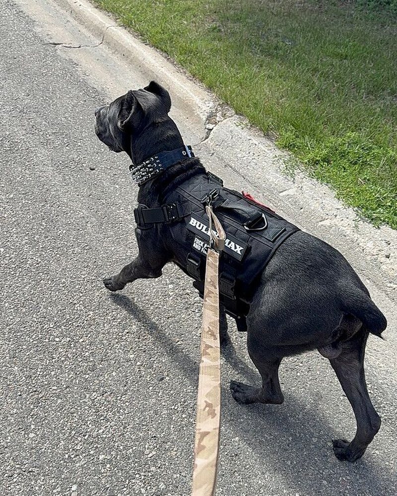 Jonathan G.'s black Cane Corso in a Bully Max harness on a walk