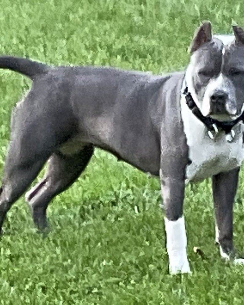 Debra L.'s blue American Pit Bull Terrier, Kira, standing on grass