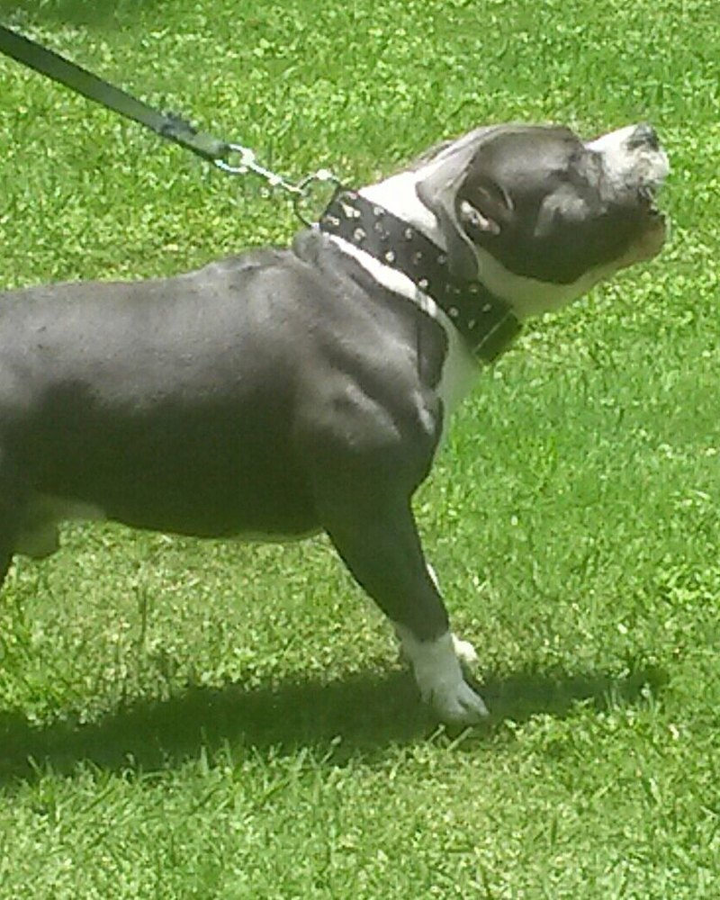 Doyle C.'s blue bully, Tank, on a leash on grass