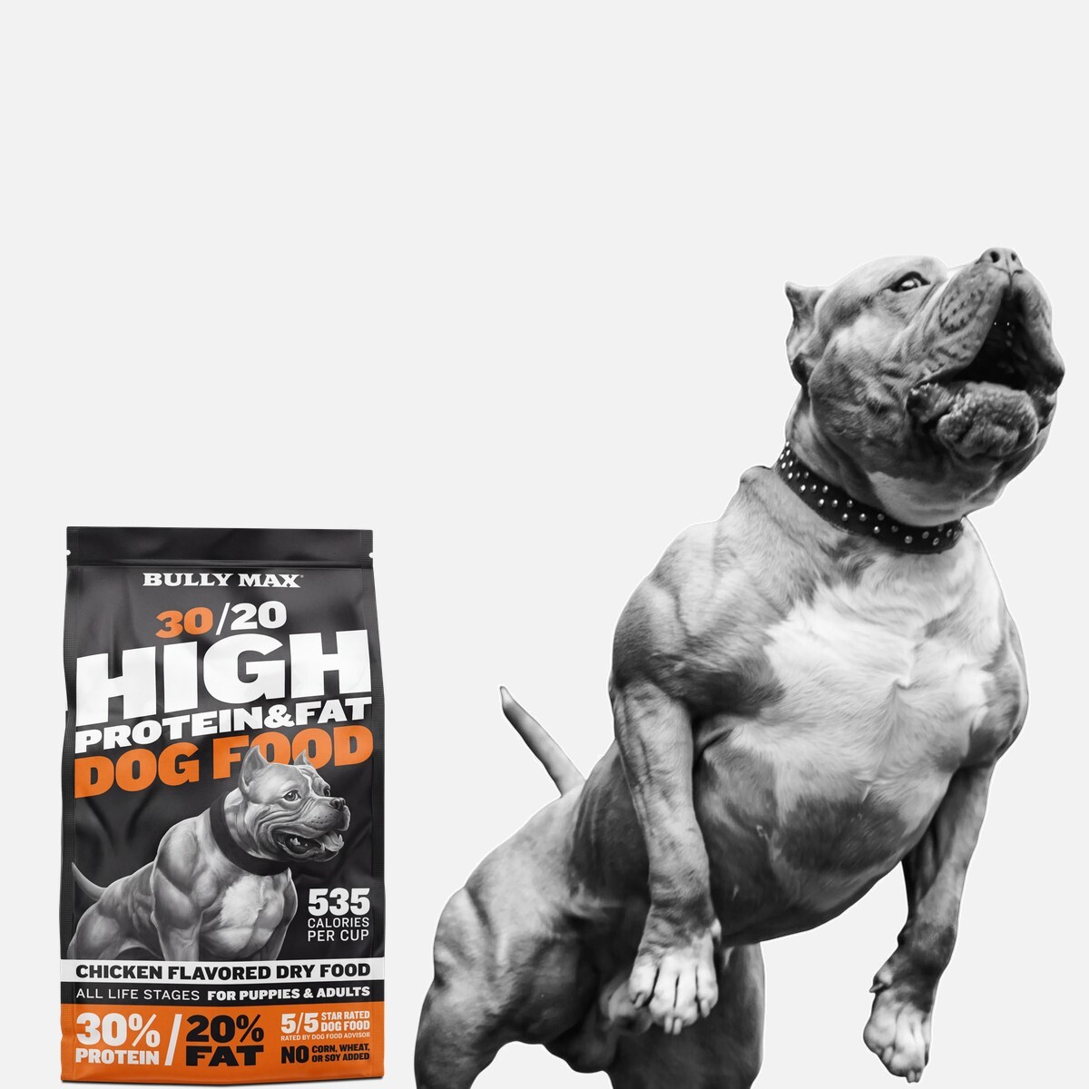Grayscale muscular pit bull standing up beside a bag of Bully Max 30/20 High Protein & Fat chicken dog food