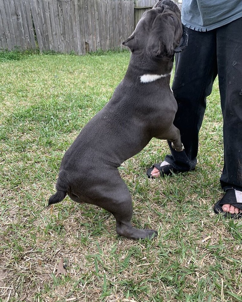 Louie L.'s blue bully standing up against her owner on grass