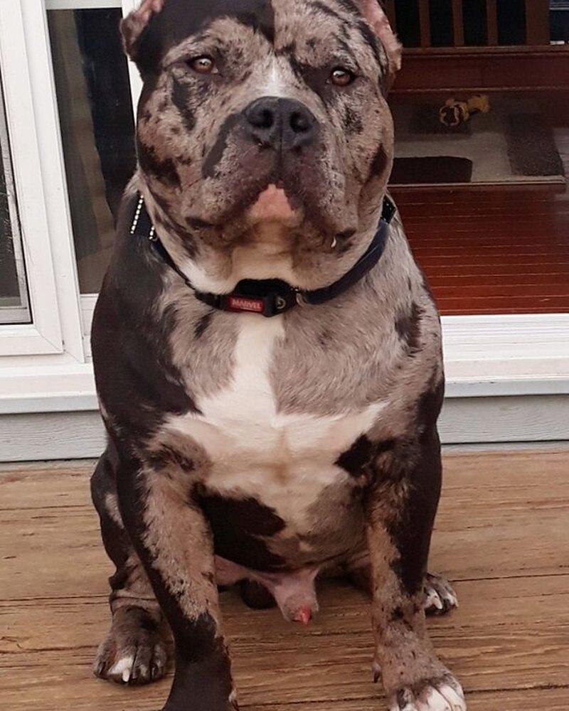 Tracy L.'s merle bully sitting on a porch