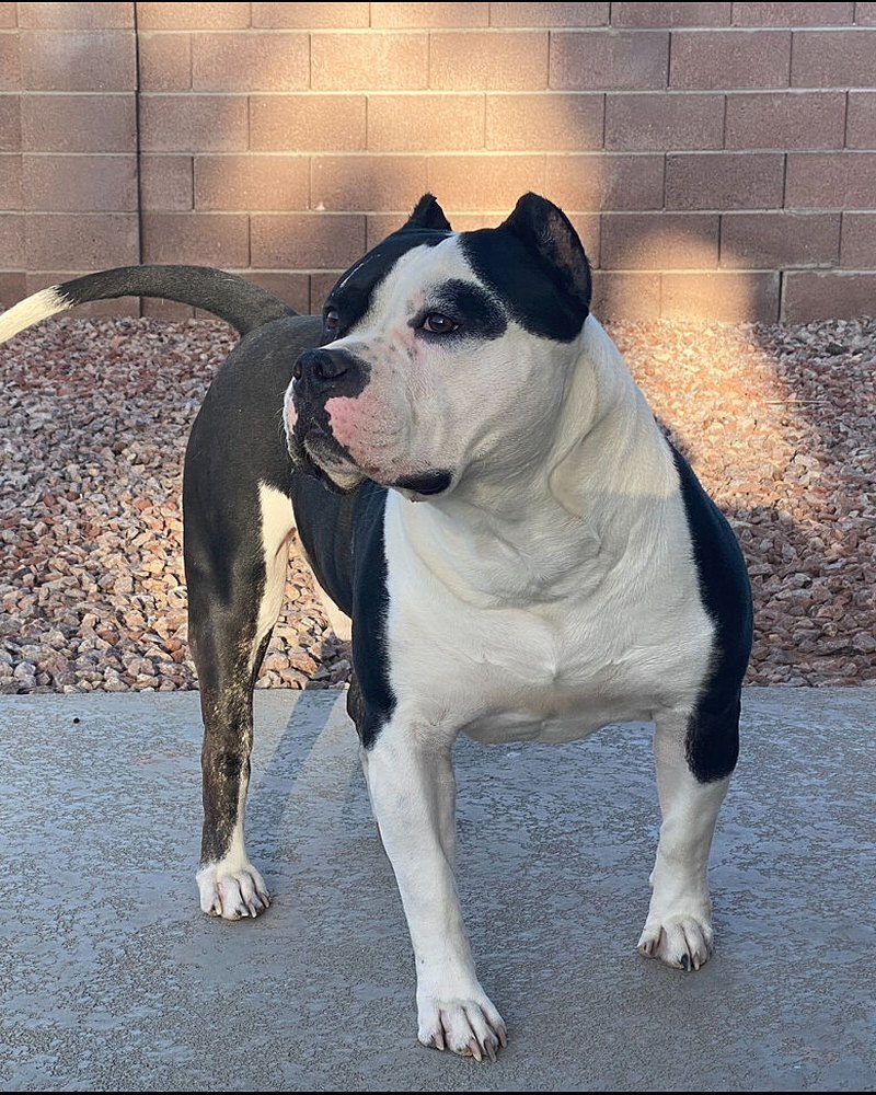WILLIAM B.'s black and white American Bully, Kane, standing on a patio