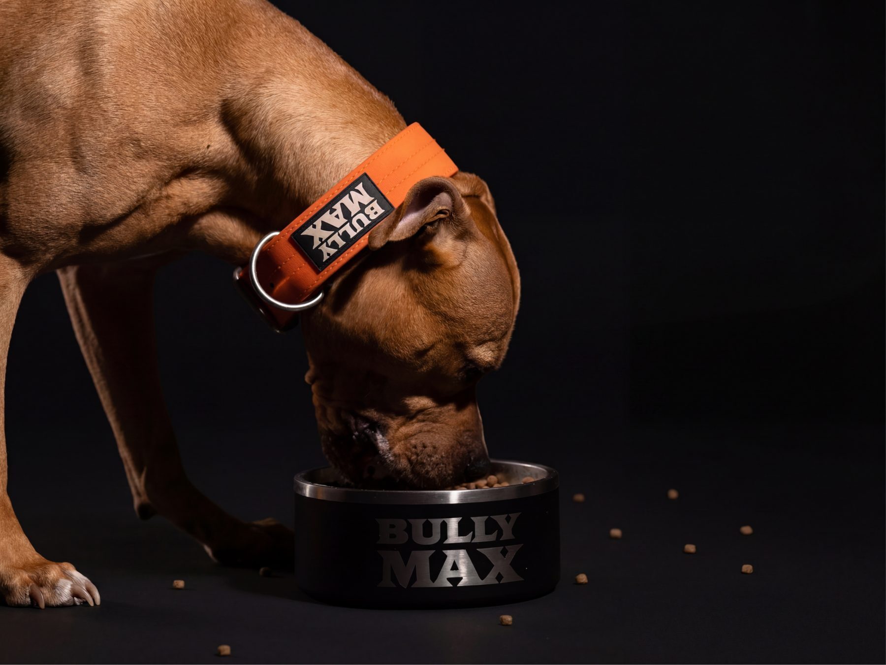 Kevlar, Dani Cyr's American Pit Bull Terrier, eating from a Bully Max bowl
