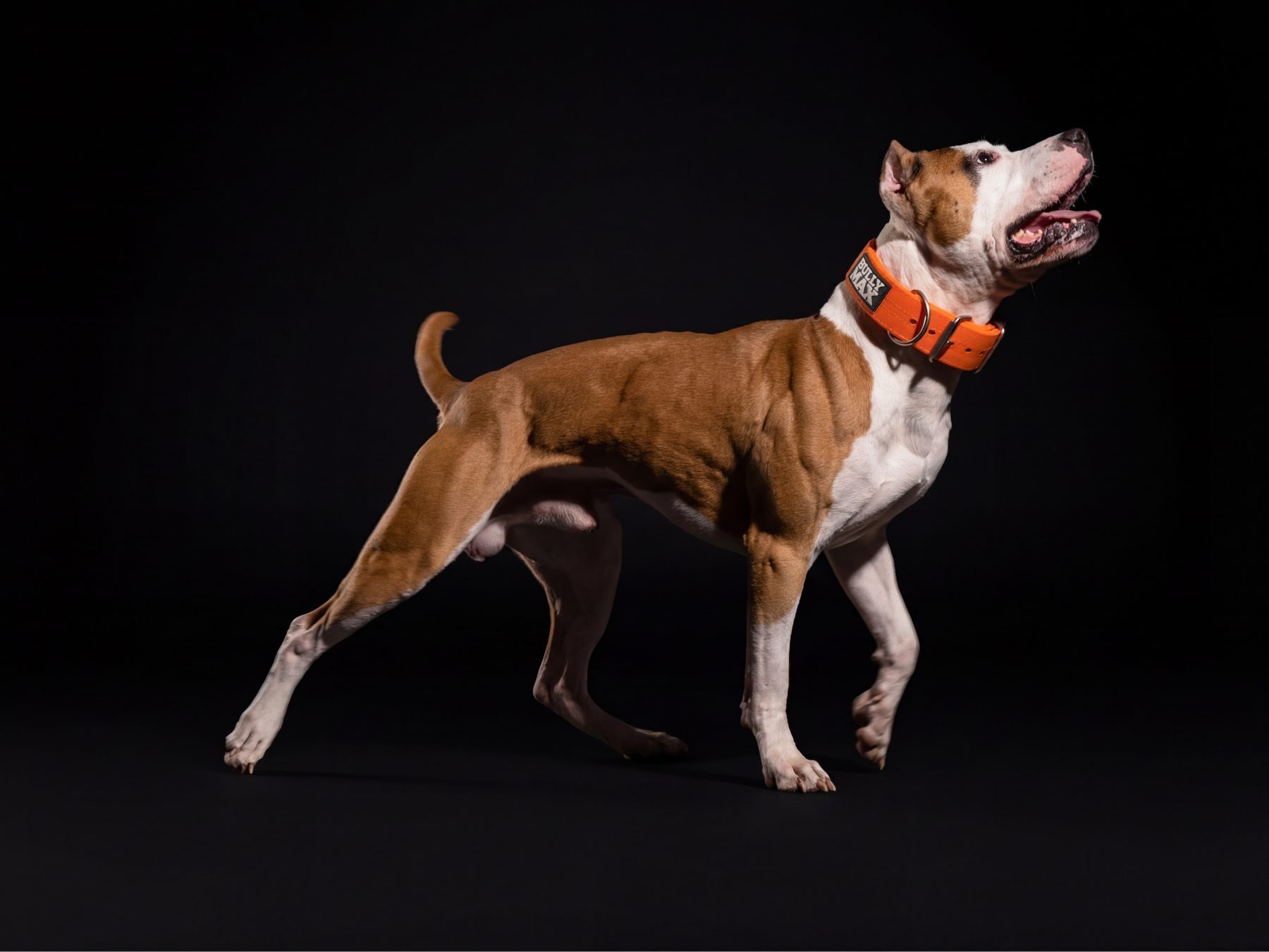 Linus, Erica Noseworthy's red-and-white American Pit Bull Terrier, walking mid-stride in an orange Bully Max collar