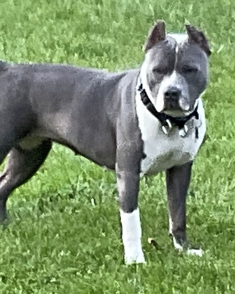 Debra L.'s blue American Pit Bull Terrier standing on the grass, lean and defined
