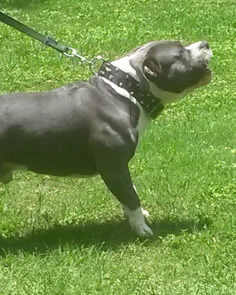 Doyle C.'s blue and white American Bully, Tank, on a leash in profile