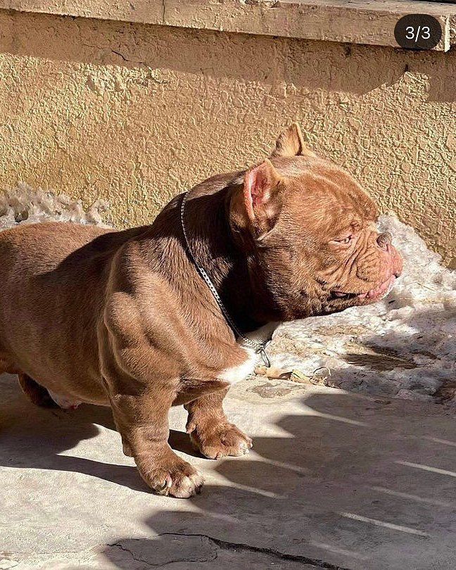 Gilbert V.'s chocolate Pocket American Bully in profile in the sun, defined shoulders and thighs