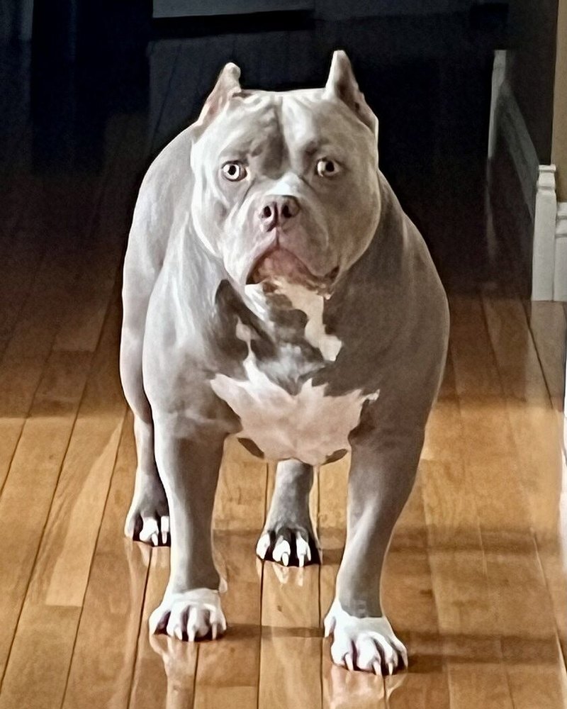 Glen B.'s grey Standard American Bully, Bean, standing square on a wood floor