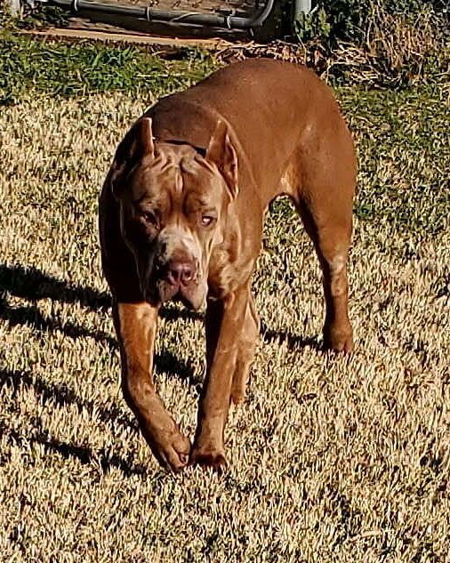 Kimberly P.'s red Cane Corso, Ziva, walking toward the camera on sunlit grass