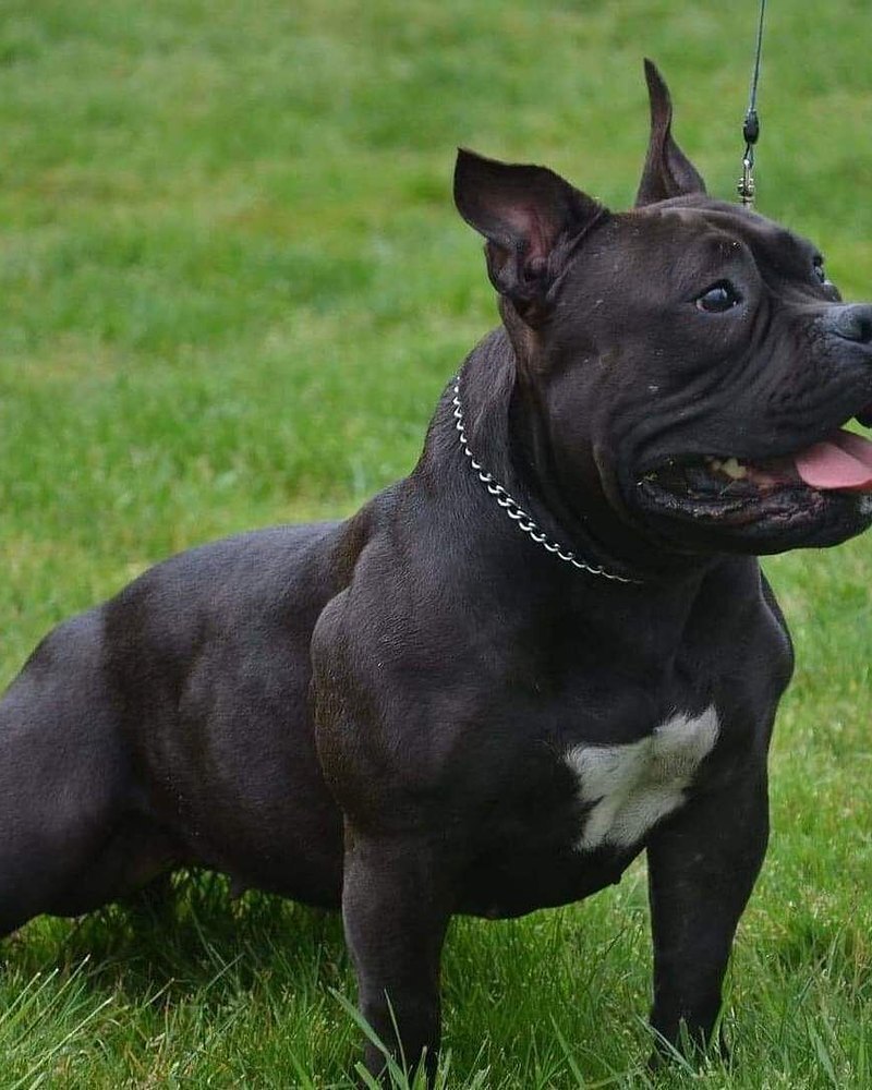 Mariah K.'s black American Bully stacked on a lawn, heavily muscled