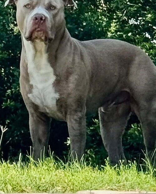 R N.'s blue fawn XL Bully standing in front of hedges, full body