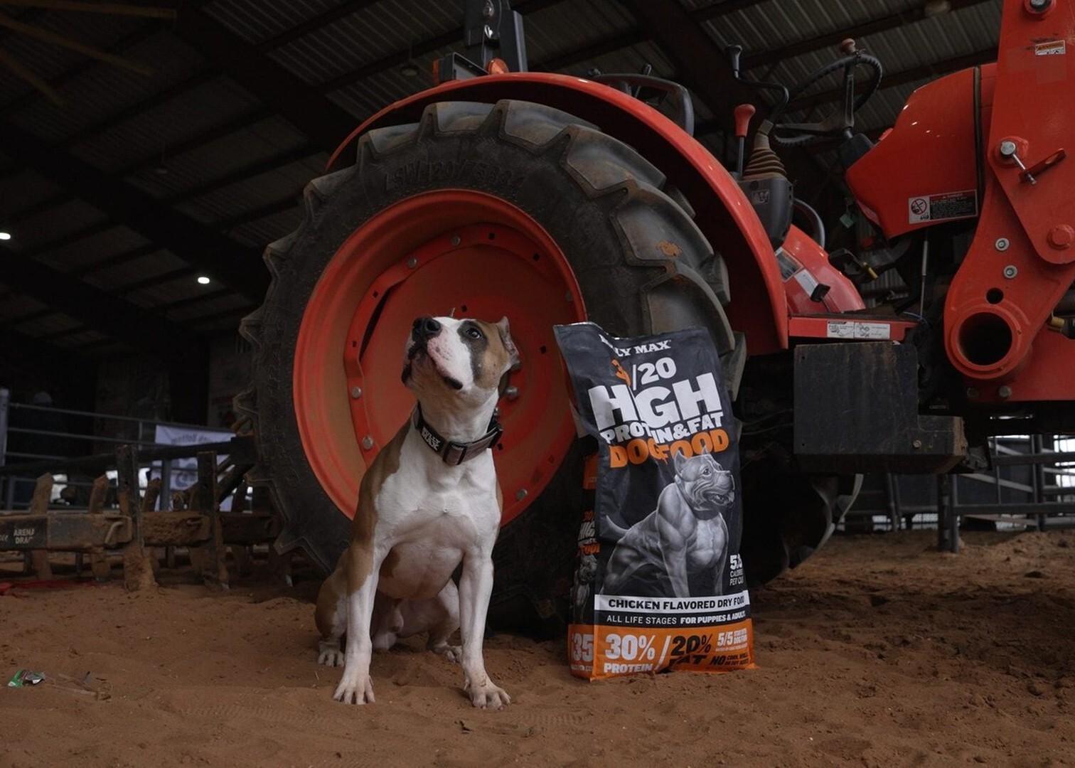 Red and white American Pit Bull Terrier sitting beside a bag of Bully Max 30/20 High Protein chicken dog food
