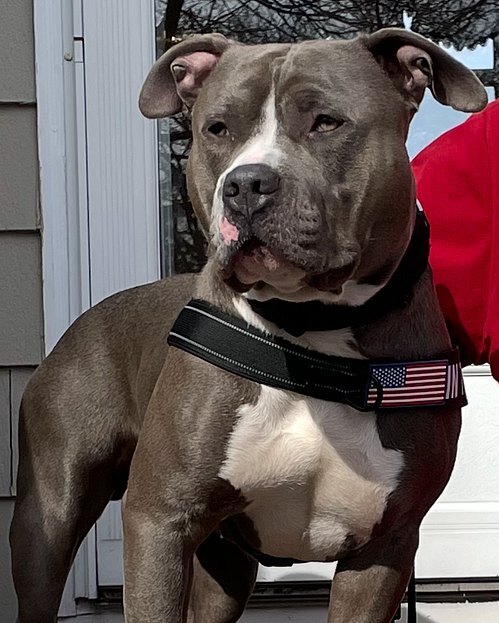 Tricia H.'s blue American Bully standing on a porch in a harness