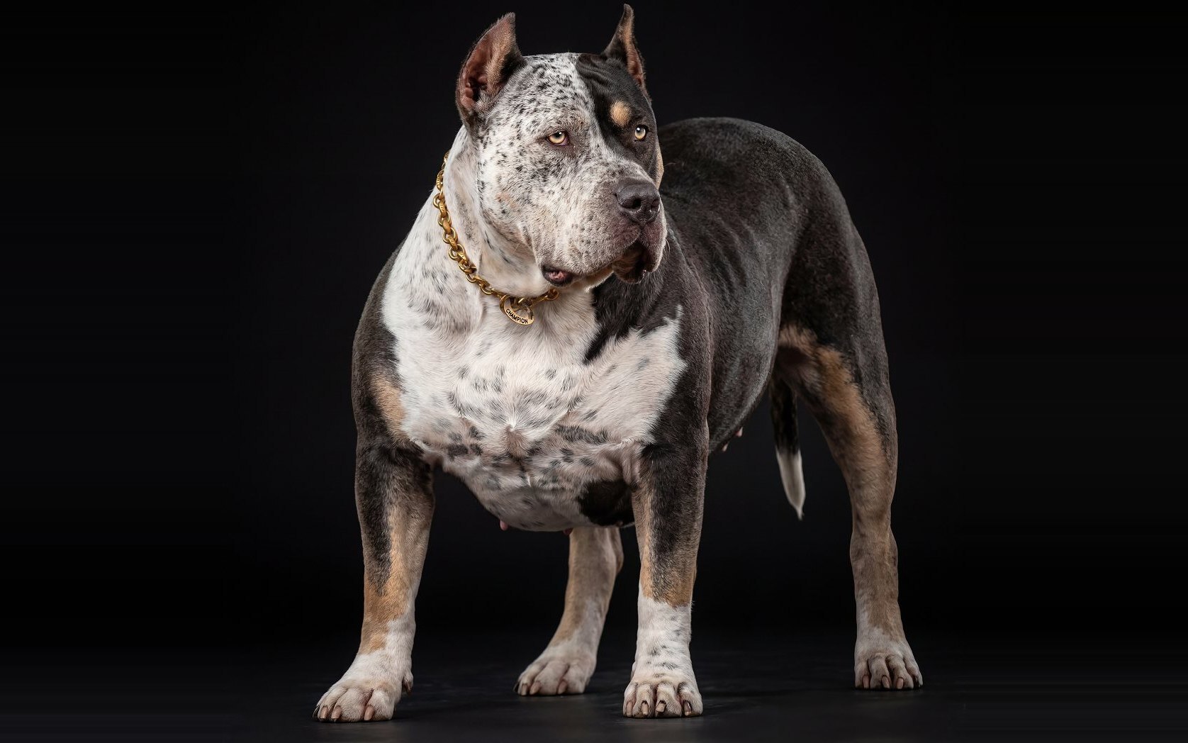 Adult tri-color American Bully from the Incredibullz, stacked in a black studio with a gold chain