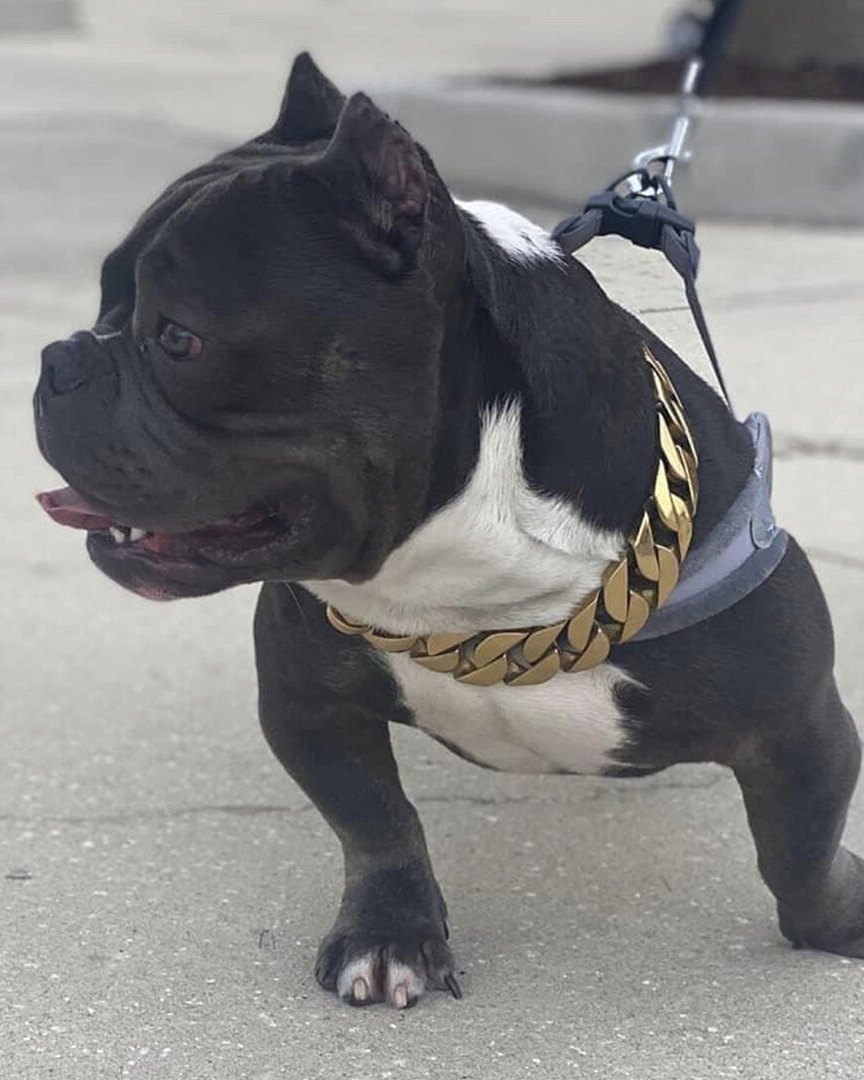 Alfredo R.'s black and white bully in a gold chain collar